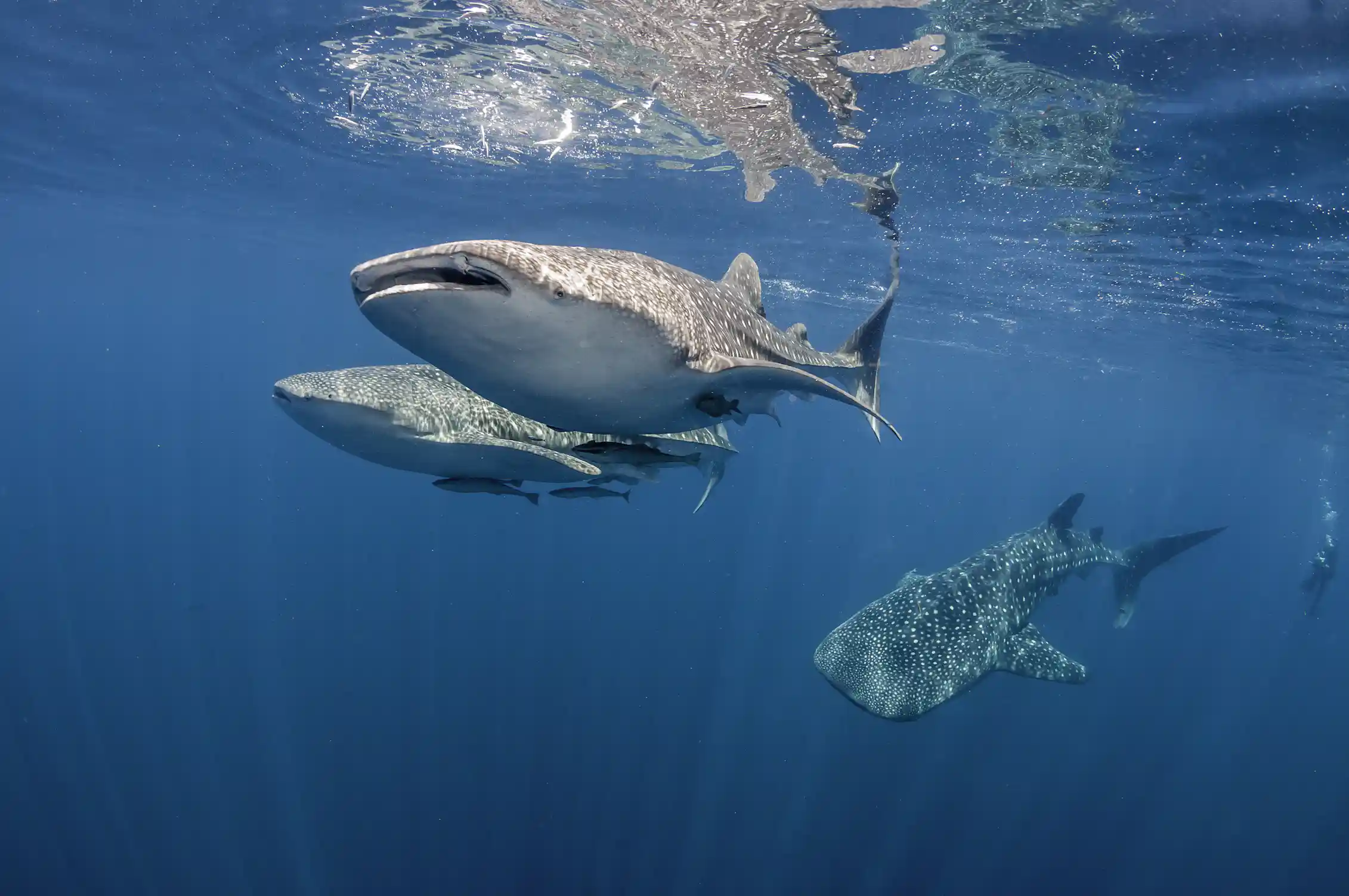 Whale Sharks Gather At A Few Specific Locations Around The World Now whale-sharks-gather-at-a-few-specific-locations-around-the-world-now