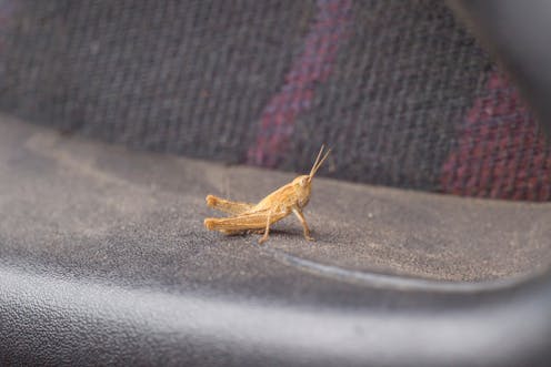Curious Kids If An Insect Is Flying In A Car While It Is