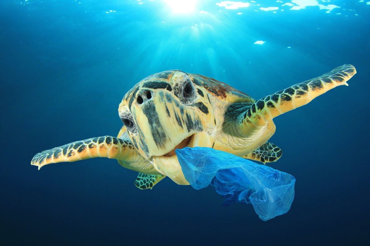 leatherback turtle eating plastic bags