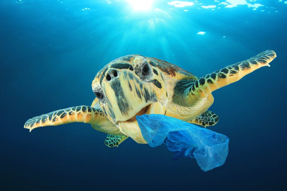 plastic bags ocean