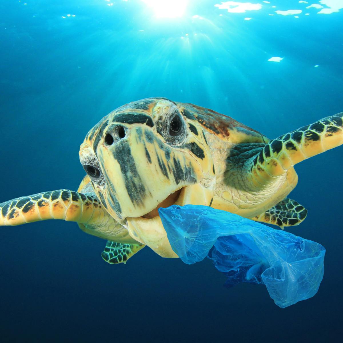 Curious Kids: How do plastic bags harm our environment and sea life?