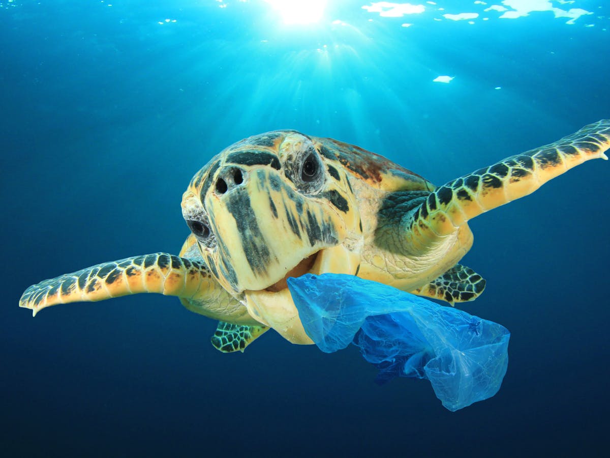 Curious Kids: How do plastic bags harm our environment and sea life?