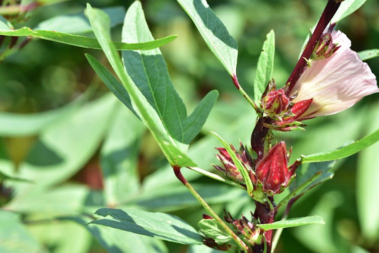 How gardening can improve the mental health of refugees