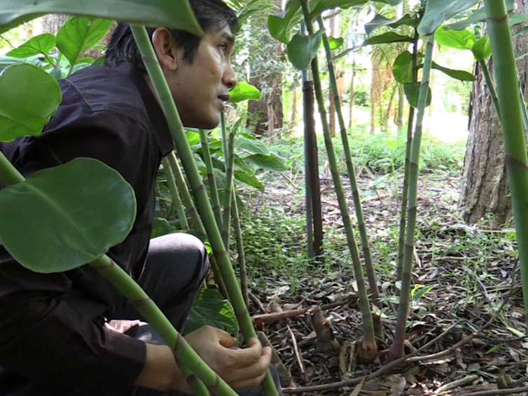 How gardening can improve the mental health of refugees