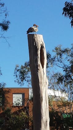 Smart city planning can preserve old trees and the wildlife that needs them