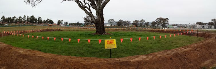 Smart city planning can preserve old trees and the wildlife that needs them