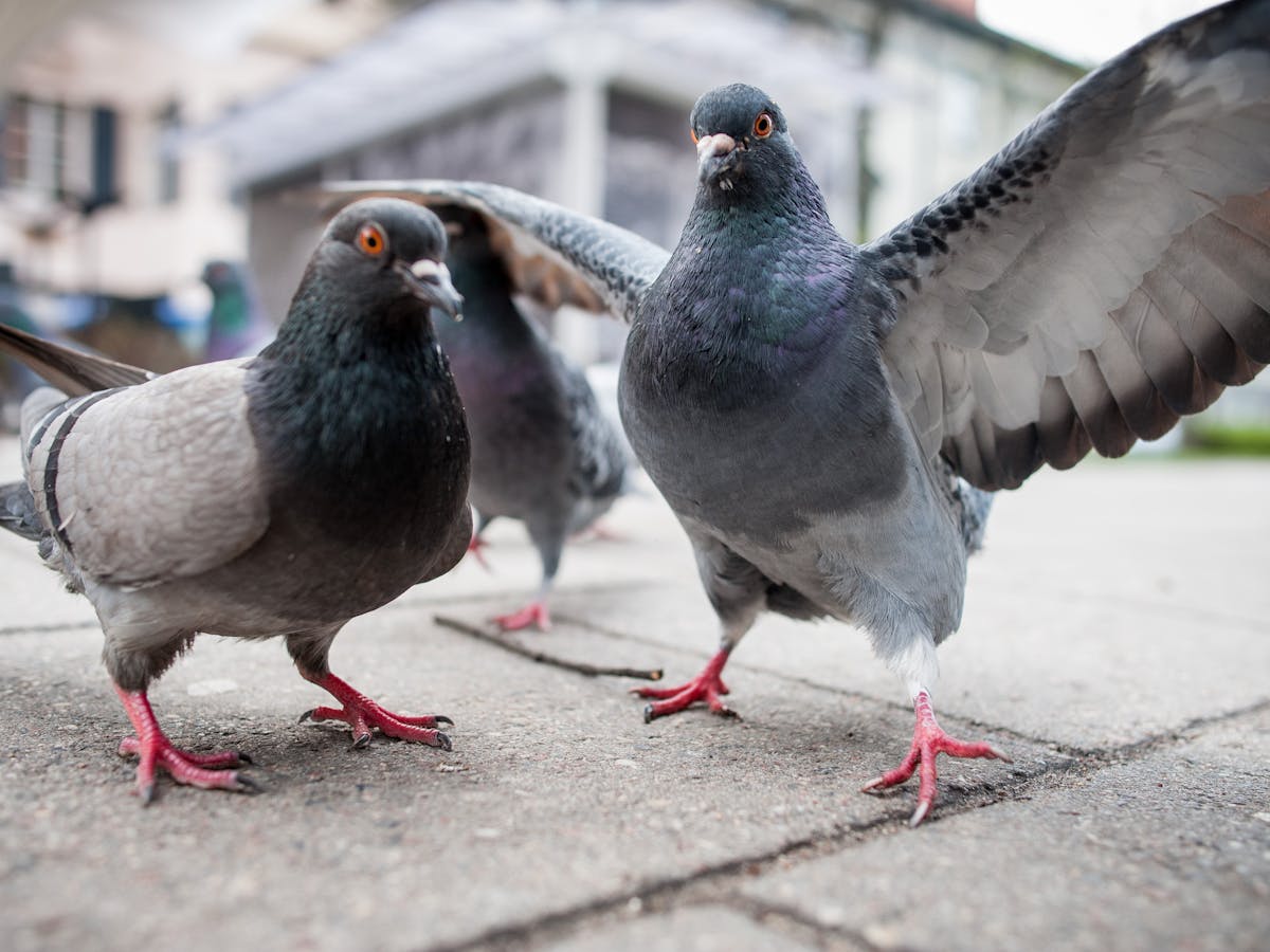 Where Are All The Dead Pigeons Where Are All The Dead Pigeons