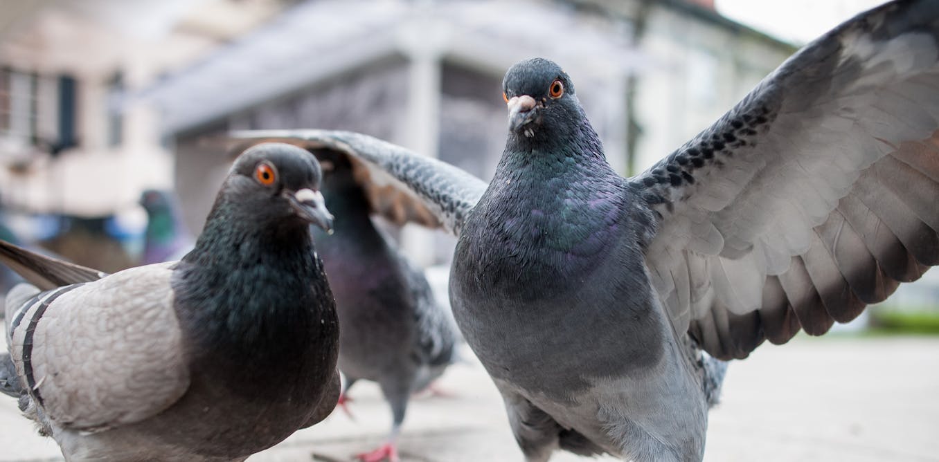 Image result for pigeons