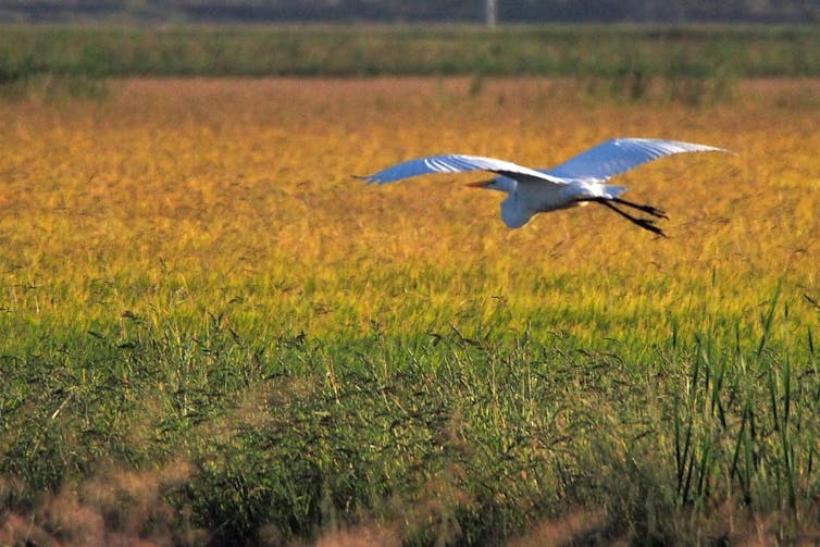 Crop insurance is good for farmers, but not always for the environment