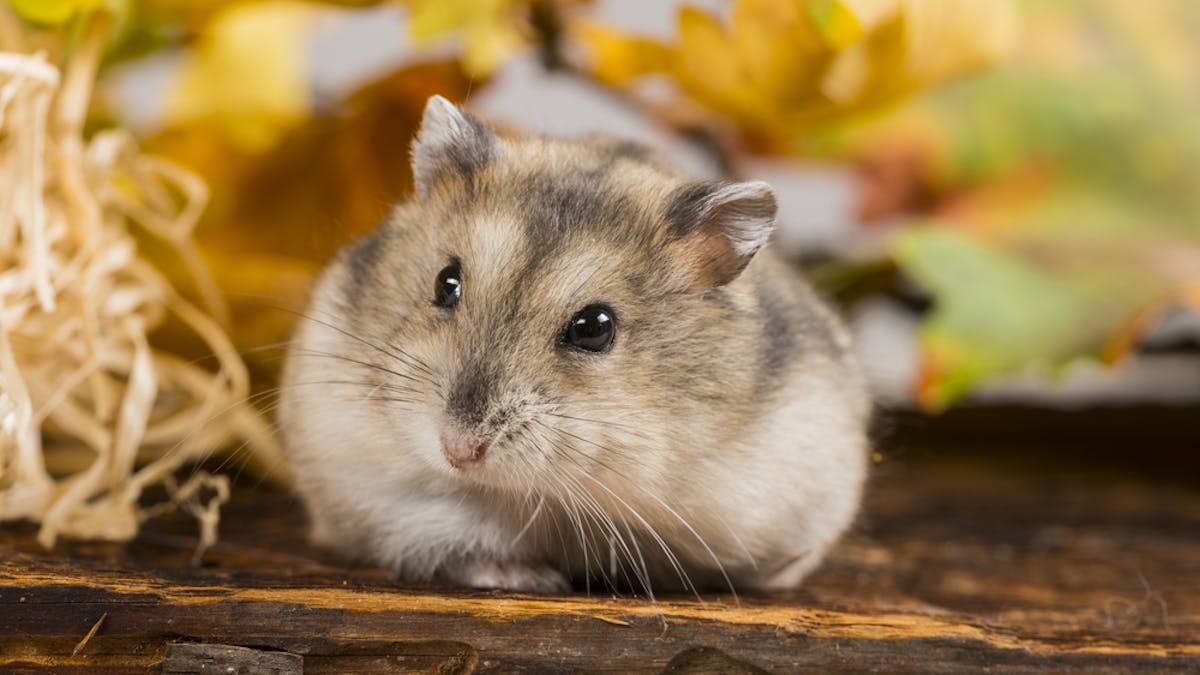 Hamster Hamster Facts: