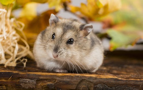 Obesity: hamsters may hold the clue to beating it