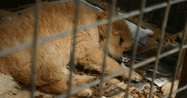 Victoria's puppy farms and pet shop laws a world first