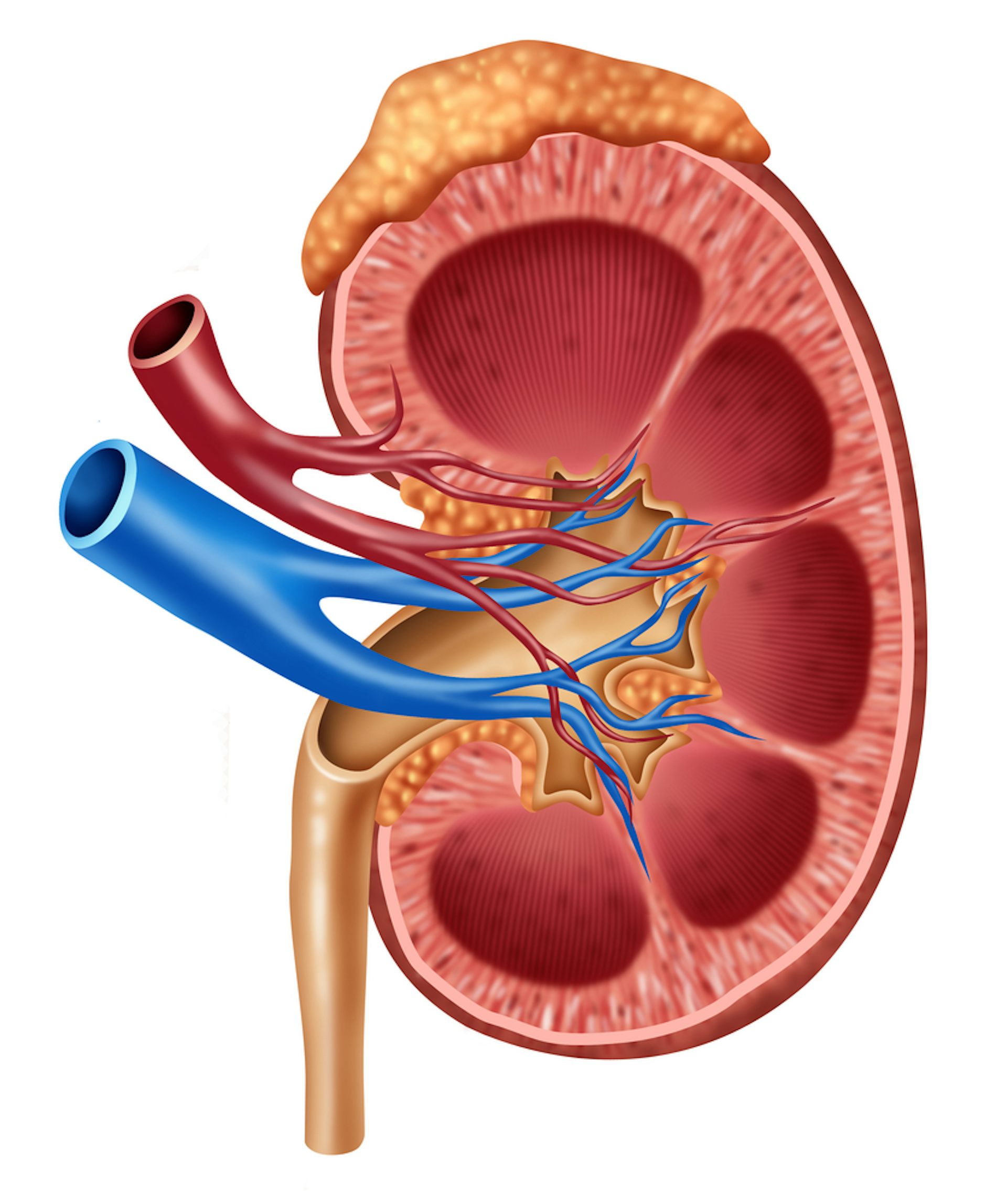 Step Forward For Made To Order Kidneys   4rdvc95g 1366089024 