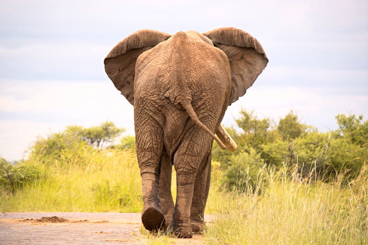 How Big are Elephant Balls