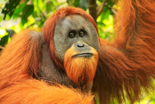 Image result for Orangutan