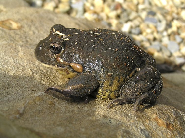 Friday essay: frogwatching - charting climate change's impact in the here and now