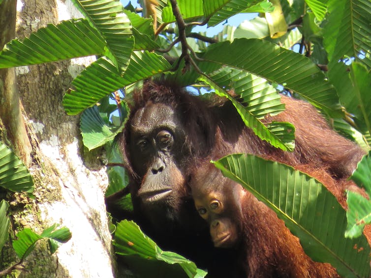 Orangutans have been adapting to humans for 70 000 years Orangutans have been adapting to humans for 70 000 years