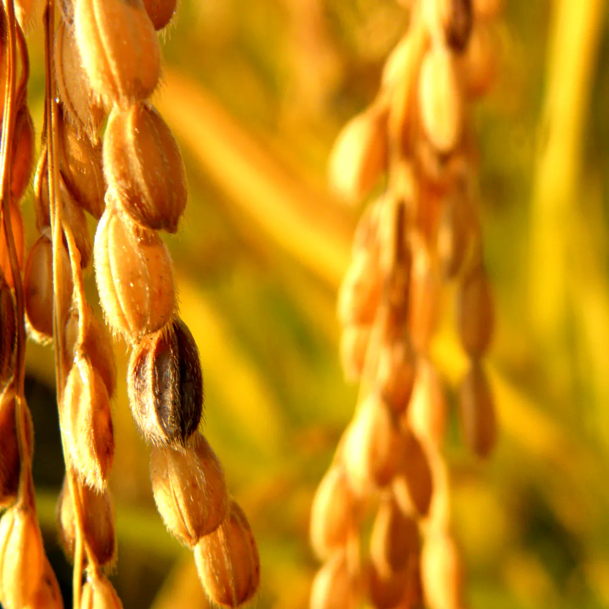 How To Show Consumers The Benefits Of Genetically Modified Foods