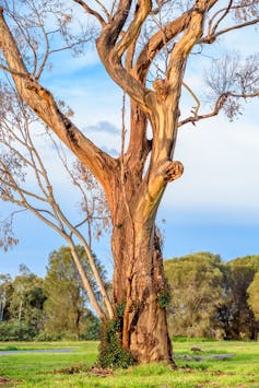 Smart city planning can preserve old trees and the wildlife that needs them