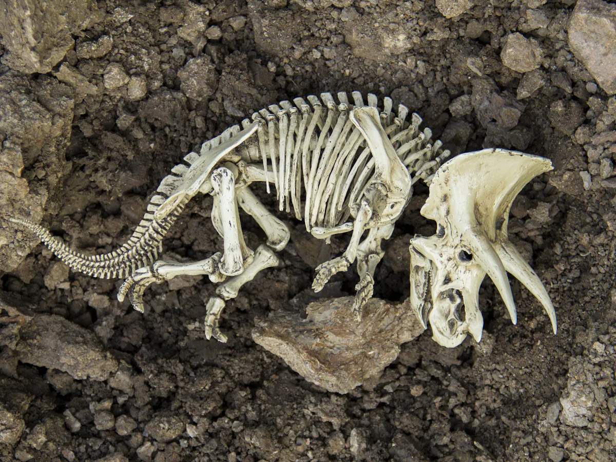Extinction Is A Natural Process But It S Happening At 1 000 Times The Normal Speed