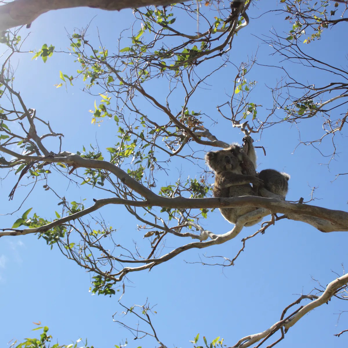 Koalas Sniff Out Juicy Leaves And Break Down Eucalypt Toxins
