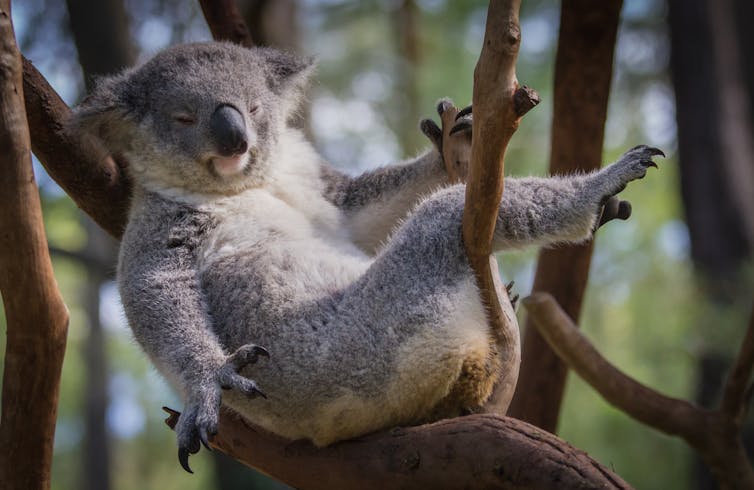 Koalas use their noses to find friends and avoid enemies