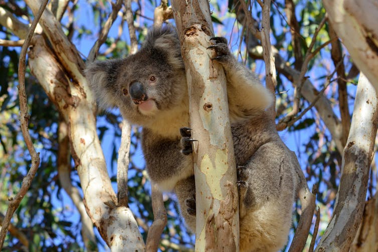 Koalas sniff out juicy leaves and break down eucalypt toxins – it's in their genome