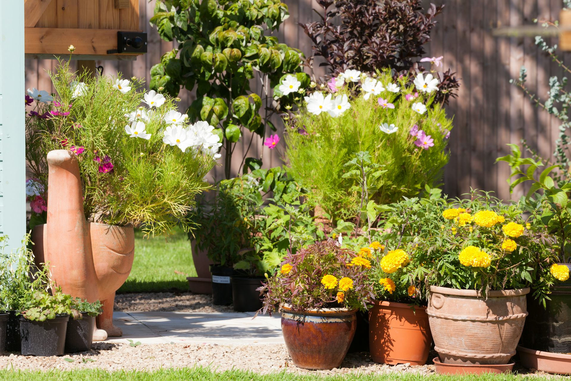 The Best Time To Water Your Plants During A Heatwave   File 20180702 116135 1msm45b 