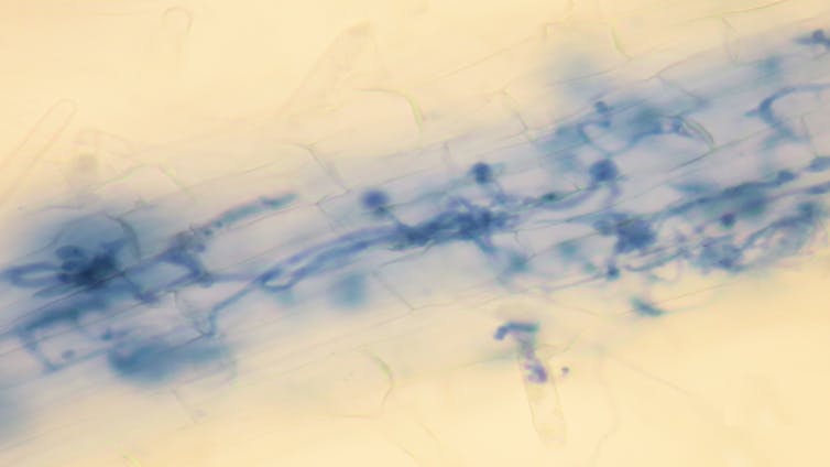 Pathogens attack plants like hackers, so my lab thinks about crop protection like cybersecurity