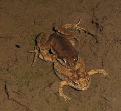 Friday essay: frogwatching - charting climate change's impact in the here and now