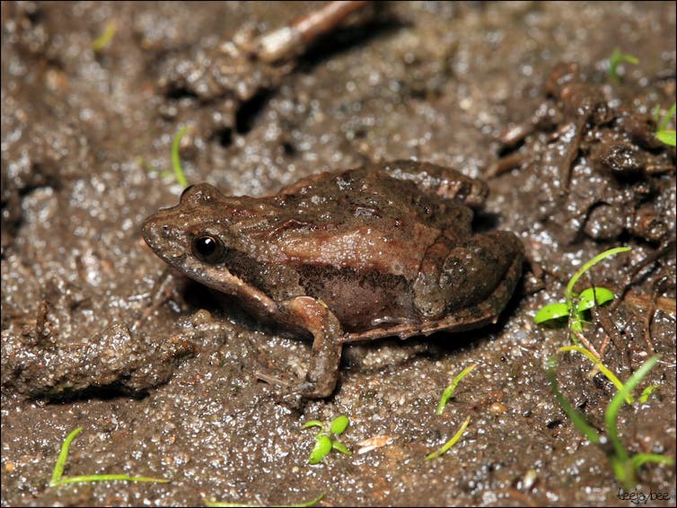 Friday essay: frogwatching - charting climate change's impact in the here and now