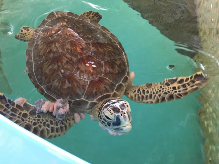 Could human cancer treatments be the key to saving sea turtles from a disfiguring tumor disease?