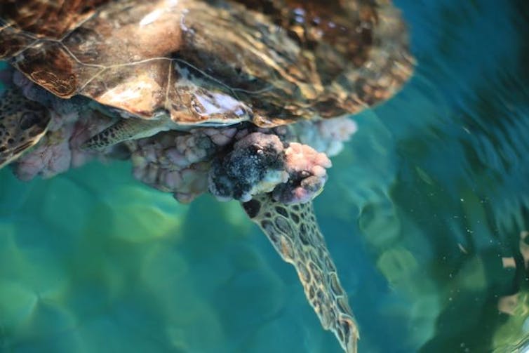 Could human cancer treatments be the key to saving sea turtles from a disfiguring tumor disease?