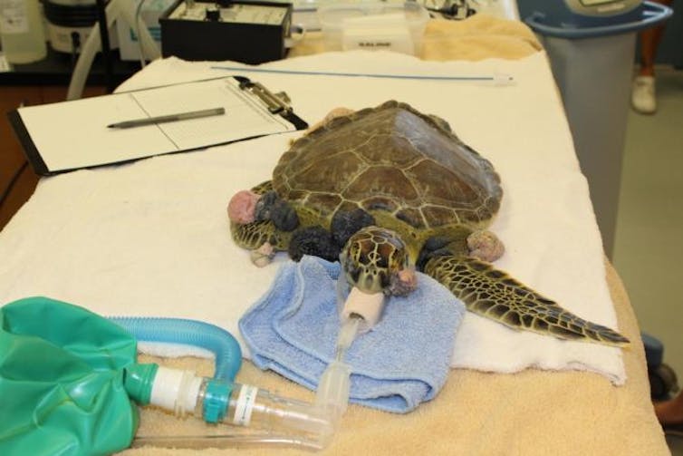 Could human cancer treatments be the key to saving sea turtles from a disfiguring tumor disease?