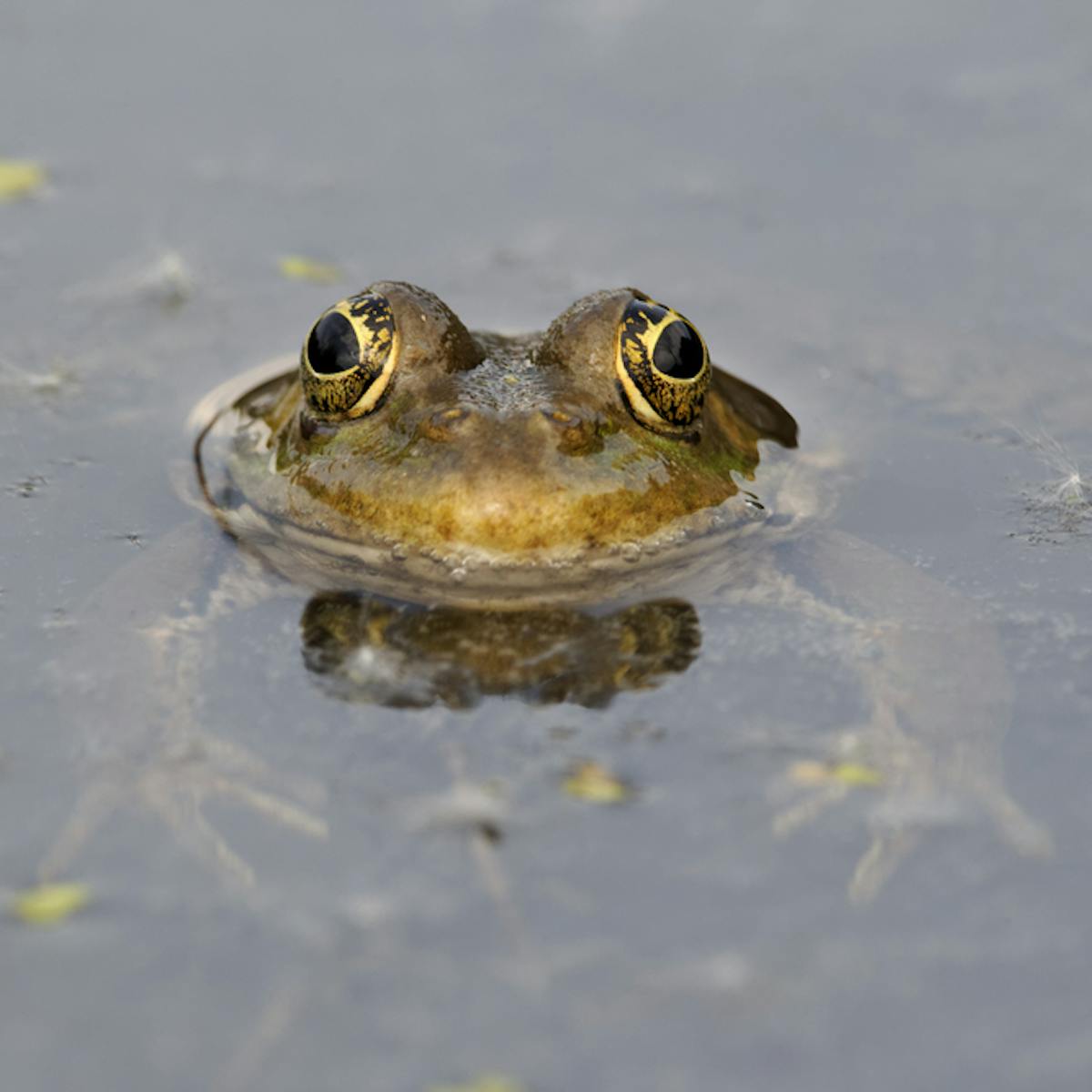 Make Your Garden Frog Friendly Amphibians Are In Decline Thanks