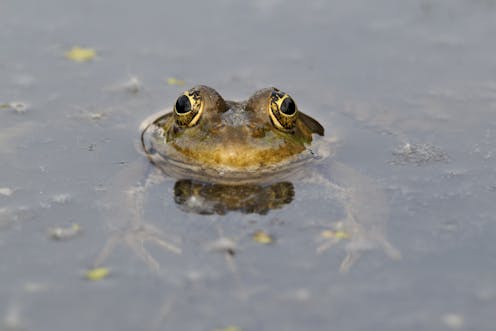 Make Your Garden Frog Friendly Amphibians Are In Decline Thanks