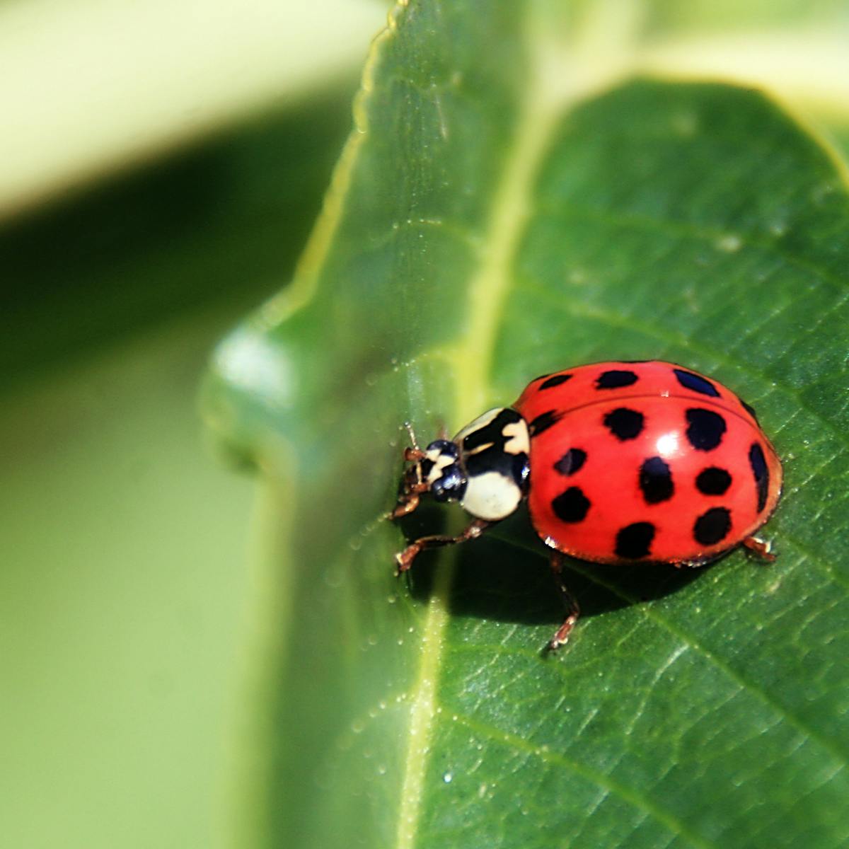 Rock N Roll Is Noise Pollution With Ecological Implications