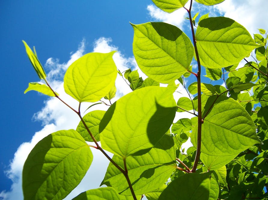 Japanese knotweed is no more of a threat to buildings than ...