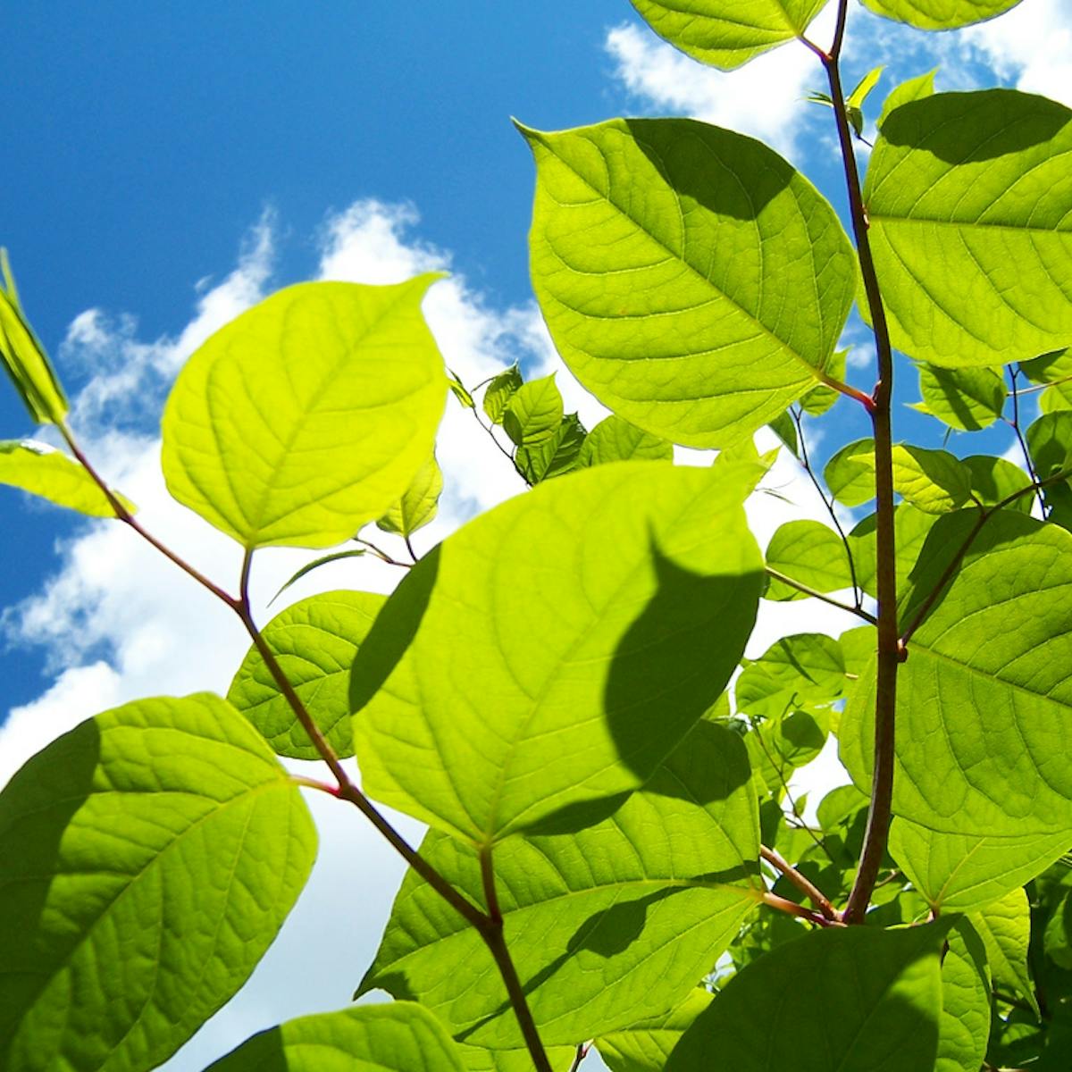 Japanese Knotweed Is No More Of A Threat To Buildings Than Other Plants New Study Japanese Knotweed Is No More Of A Threat To Buildings Than Other Plants New Study