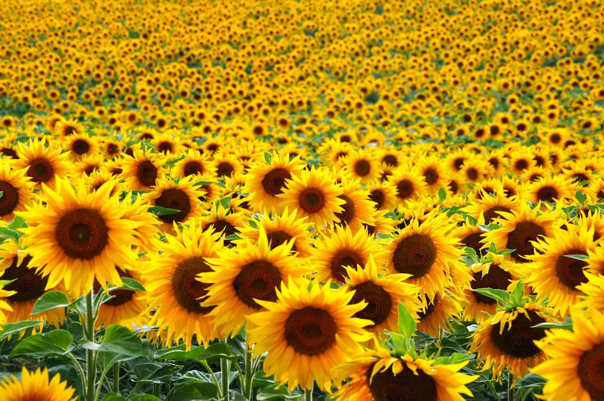 Making sunlight liquid – a brief history of sunflowers