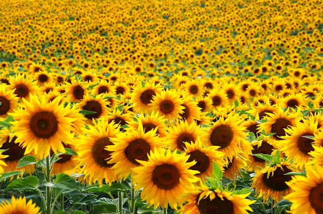 Making sunlight liquid – a brief history of sunflowers