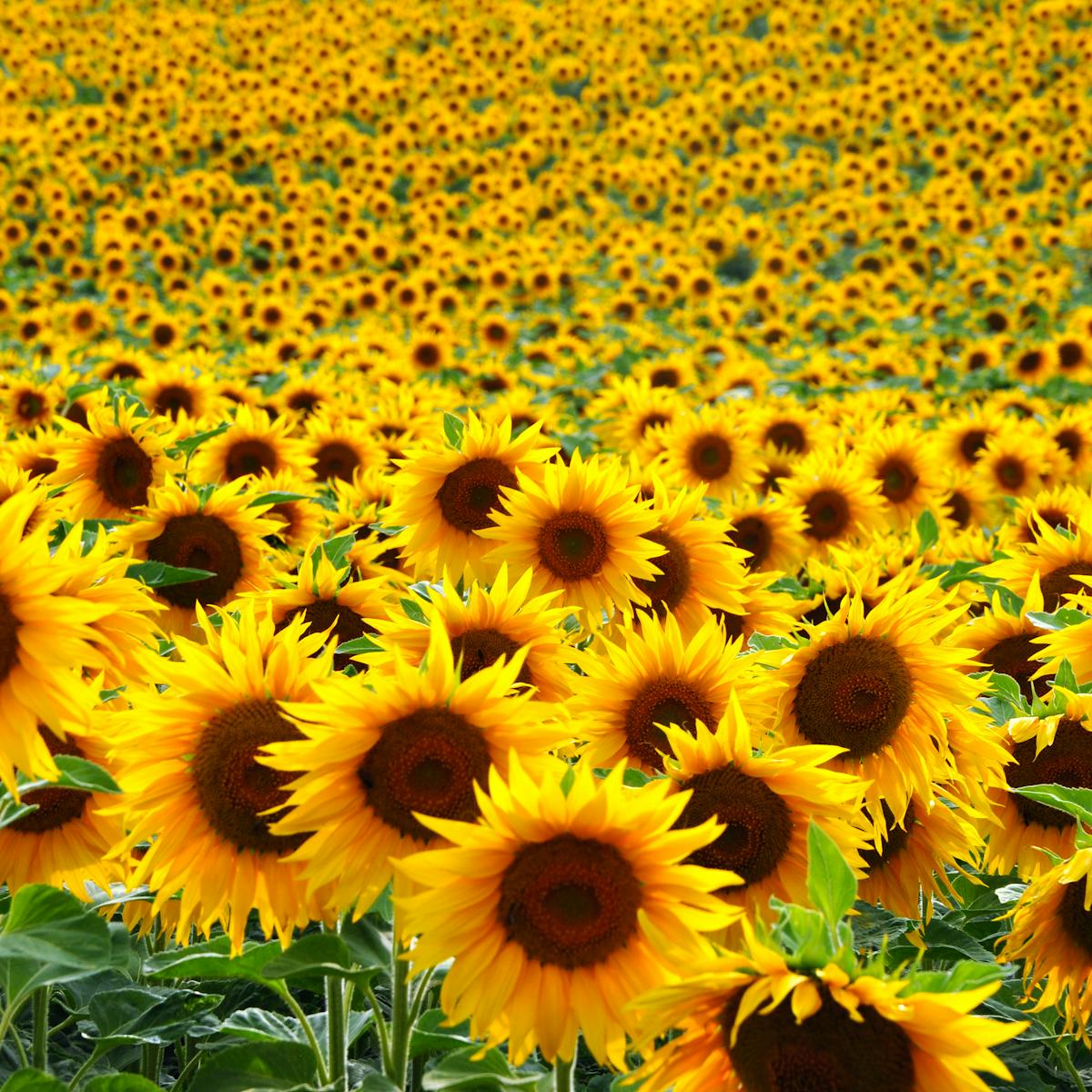 Making Sunlight Liquid A Brief History Of Sunflowers
