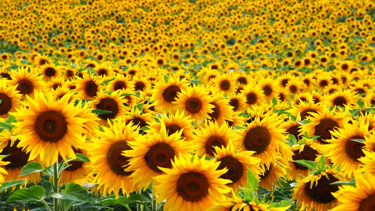 Making sunlight liquid – a brief history of sunflowers