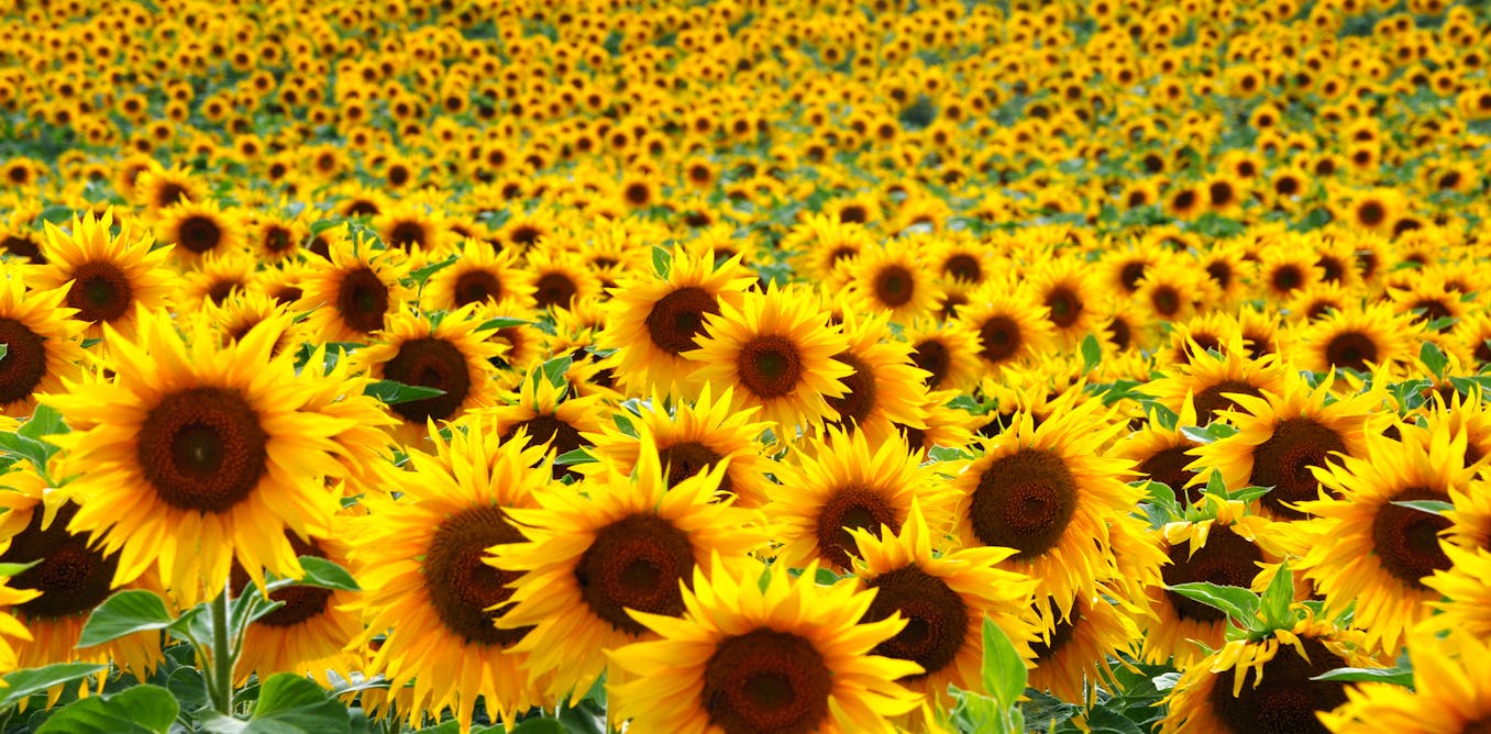 Making Sunlight Liquid A Brief History Of Sunflowers