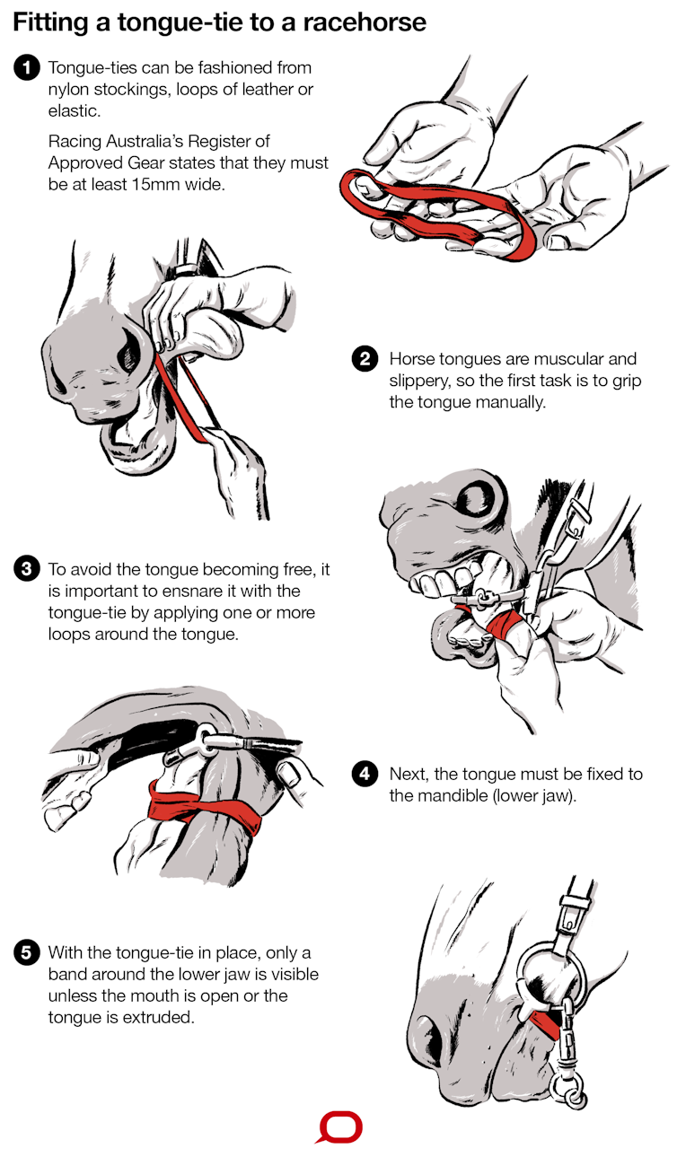 Over 20% of Australian horses race with their tongues tied to their lower jaw