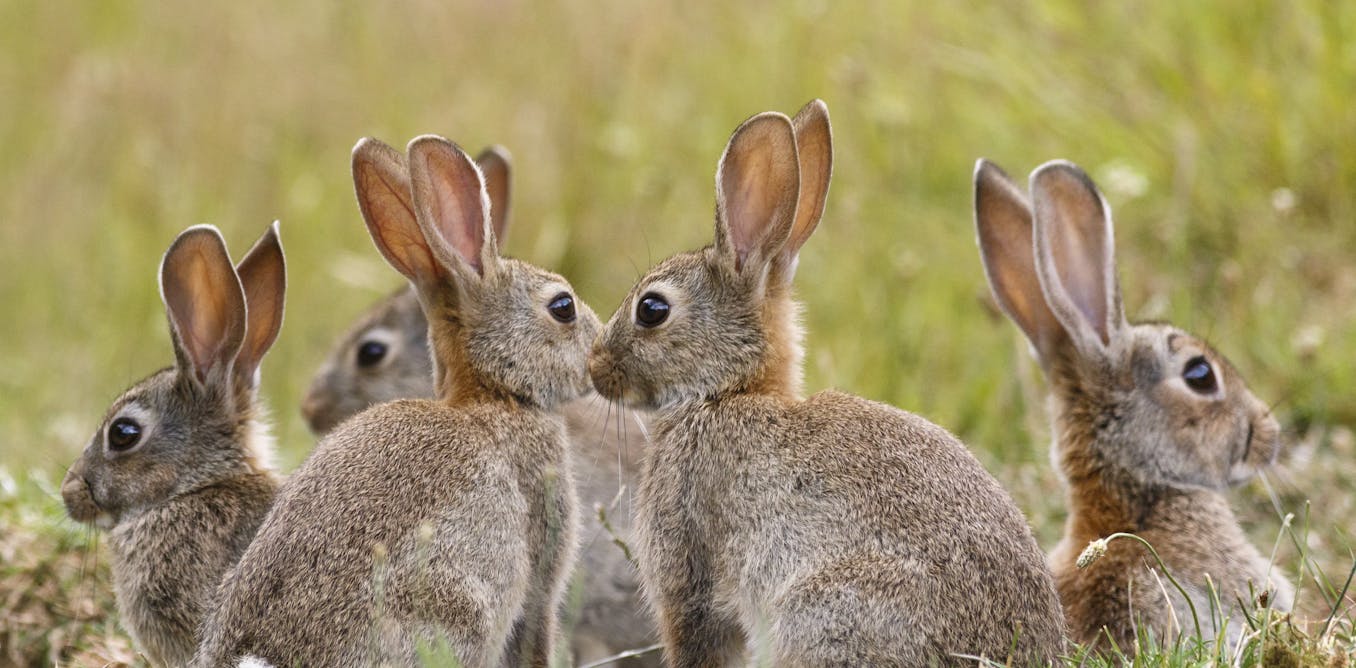 Can I Eat The Rabbits My Cat Catches The Great Outdoors Stack Exchange