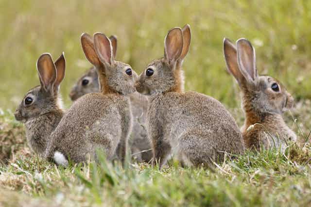 A numbers game: killing rabbits to conserve native mammals