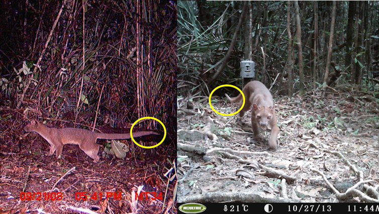 Caught on camera: The fossa, Madagascar's elusive top predator