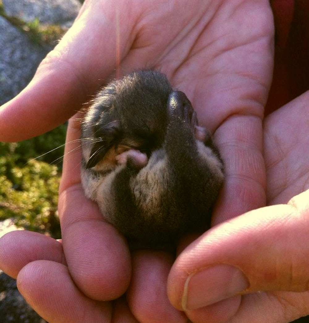 Australian Endangered Species Mountain Pygmy Possum