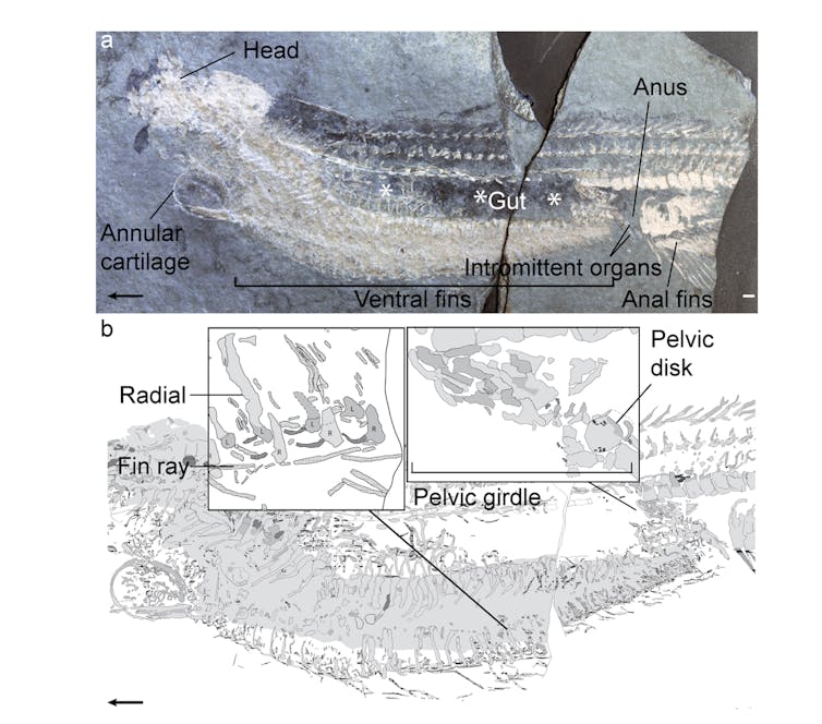 a fishy tale much more primitive than we thought